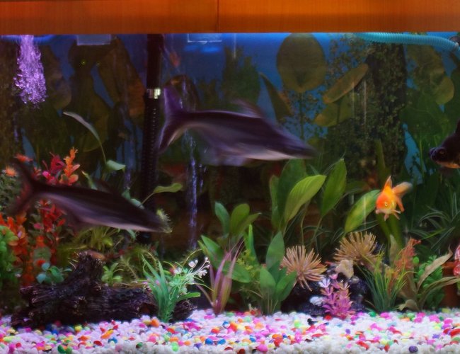 250 gallons freshwater fish tank (mostly fish and non-living decorations) - 100 G Freshwater Tank with some live plants. 250 gallons freshwater fish tank (mostly fish and non-living decorations) - 100 G Freshwater Tank with some live plants.