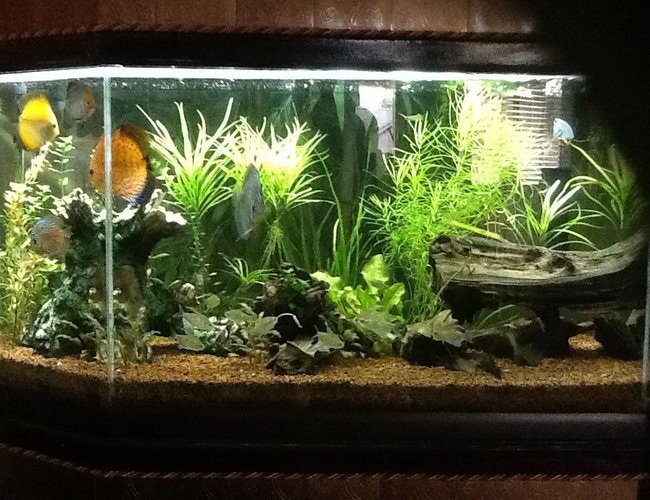 65 gallons freshwater fish tank (mostly fish and non-living decorations) - 65 gal discus tank. Discus, Diamond Tetras, Otos, Bristlenose Plecos, Amano Shrimp 65 gallons freshwater fish tank (mostly fish and non-living decorations) - 65 gal discus tank. Discus, Diamond Tetras, Otos, Bristlenose Plecos, Amano Shrimp