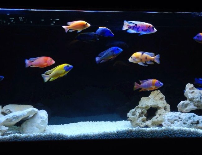 120 gallons freshwater fish tank (mostly fish and non-living decorations) - All male peacock tank 120 gallons freshwater fish tank (mostly fish and non-living decorations) - All male peacock tank