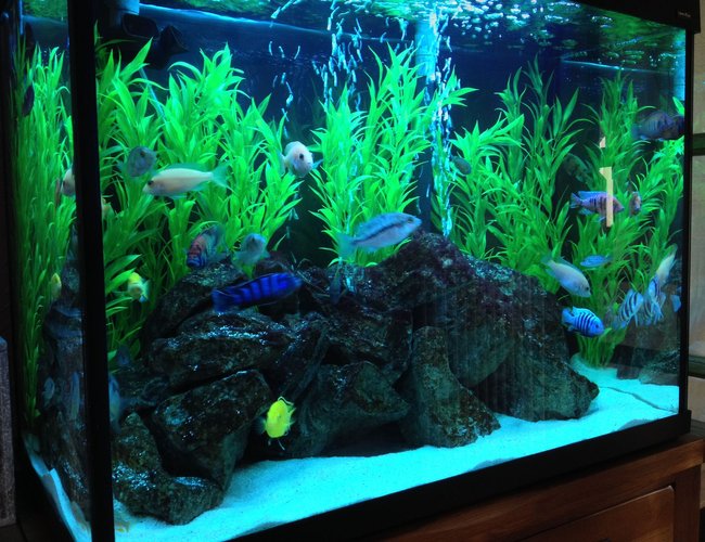 44 gallons freshwater fish tank (mostly fish and non-living decorations) - Tank Update 44 gallons freshwater fish tank (mostly fish and non-living decorations) - Tank Update
