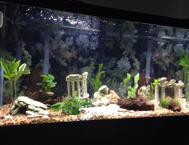 56 gallons freshwater fish tank (mostly fish and non-living decorations) - My second tank
Fresh water 75 gallon,2 Fluval AquaClear Power Filter for 70 to 110 gallons 500 gph each, Green Killing Machine Internal UV Sterilizer, fluval planted LED, moon light Current LED, 1 Fluval Q2 Air Pump, live plants live rock and wood I have 7 tiger bars,1 red tailed shark, 1 rainbow shark, 1Pangasius Catfish, 1 bala shark, 1 black ghost knife, 2 Plecostomus I use co2 booster for the plants and plant food, food for the fish, I use frozen food or live worms and flakes. Day lights on about 10 hrs a day moon light for 4 hr and total darknes for 7. 56 gallons freshwater fish tank (mostly fish and non-living decorations) - My second tank
Fresh water 75 gallon,2 Fluval AquaClear Power Filter for 70 to 110 gallons 500 gph each, Green Killing Machine Internal UV Sterilizer, fluval planted LED, moon light Current LED, 1 Fluval Q2 Air Pump, live plants live rock and wood I have 7 tiger bars,1 red tailed shark, 1 rainbow shark, 1Pangasius Catfish, 1 bala shark, 1 black ghost knife, 2 Plecostomus I use co2 booster for the plants and plant food, food for the fish, I use frozen food or live worms and flakes. Day lights on about 10 hrs a day moon light for 4 hr and total darknes for 7.