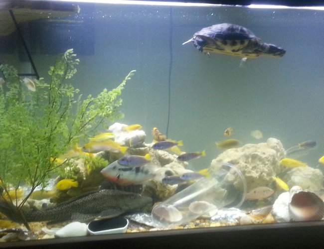 126 gallons freshwater fish tank (mostly fish and non-living decorations) - Happy fish 126 gallons freshwater fish tank (mostly fish and non-living decorations) - Happy fish