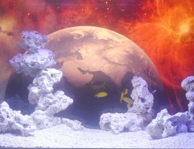 100 gallons freshwater fish tank (mostly fish and non-living decorations) - War of the Worlds theme, 100 gallon tank. Just started populating today, looking forward to where it goes. 100 gallons freshwater fish tank (mostly fish and non-living decorations) - War of the Worlds theme, 100 gallon tank. Just started populating today, looking forward to where it goes.