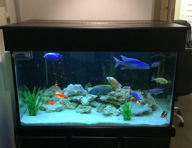 106 gallons freshwater fish tank (mostly fish and non-living decorations) - 100 + gallon tank, assorted white rock, marble chips, fluval canister filter and plastic plants :) assorted fish include venustus, Champsochromis caeruleus, common plecostomus, gold spotted plecostomus, featherfin catfish, clown loaches and cuckoo catfish 106 gallons freshwater fish tank (mostly fish and non-living decorations) - 100 + gallon tank, assorted white rock, marble chips, fluval canister filter and plastic plants :) assorted fish include venustus, Champsochromis caeruleus, common plecostomus, gold spotted plecostomus, featherfin catfish, clown loaches and cuckoo catfish