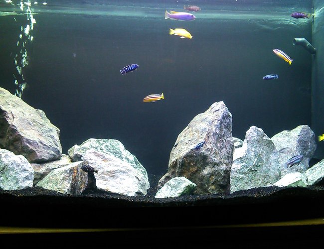 57 gallons freshwater fish tank (mostly fish and non-living decorations) - First attempt at keeping Malawis and rockscaping 57 gallons freshwater fish tank (mostly fish and non-living decorations) - First attempt at keeping Malawis and rockscaping