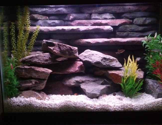 20 gallons freshwater fish tank (mostly fish and non-living decorations) - 20 Gallon freshwater tank with custom 3D background and rockscape. Uses two aquaclear 50 gallon HOB filters and heater incorporated into the 3D background. This tank was a lot of fun to build and goes to show you can do a lot with small spaces. 20 gallons freshwater fish tank (mostly fish and non-living decorations) - 20 Gallon freshwater tank with custom 3D background and rockscape. Uses two aquaclear 50 gallon HOB filters and heater incorporated into the 3D background. This tank was a lot of fun to build and goes to show you can do a lot with small spaces.