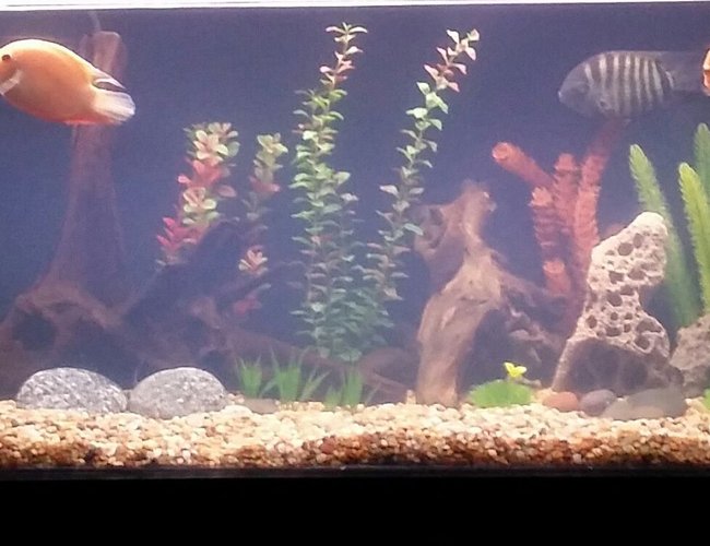 125 gallons freshwater fish tank (mostly fish and non-living decorations) - 125 plexiglass. SunSun canister rated for 200 gallon w/uv 9watt light. 48\" fluorescent high quality aquarium light. Fluval powerhead and Eheim heater. 125 gallons freshwater fish tank (mostly fish and non-living decorations) - 125 plexiglass. SunSun canister rated for 200 gallon w/uv 9watt light. 48\" fluorescent high quality aquarium light. Fluval powerhead and Eheim heater.
