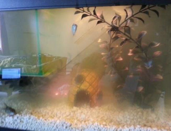 10 gallons freshwater fish tank (mostly fish and non-living decorations) - This is my tank now. It's never looked like this. Please help me get my water clean! 10 gallons freshwater fish tank (mostly fish and non-living decorations) - This is my tank now. It's never looked like this. Please help me get my water clean!