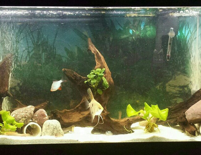 55 gallons freshwater fish tank (mostly fish and non-living decorations) - Update on the tank. constantly trying to make a better place for my fish. 55 gallons freshwater fish tank (mostly fish and non-living decorations) - Update on the tank. constantly trying to make a better place for my fish.