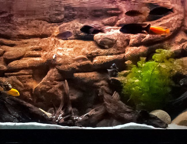 125 gallons freshwater fish tank (mostly fish and non-living decorations) - 125 g african cichlid. 125 gallons freshwater fish tank (mostly fish and non-living decorations) - 125 g african cichlid.