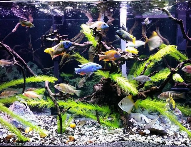 90 gallons freshwater fish tank (mostly fish and non-living decorations) - My 90g Peacock / Hap tank 90 gallons freshwater fish tank (mostly fish and non-living decorations) - My 90g Peacock / Hap tank