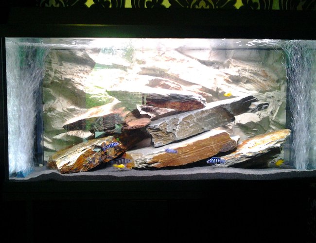 20 gallons freshwater fish tank (mostly fish and non-living decorations) - Cichlid tank 20 gallons freshwater fish tank (mostly fish and non-living decorations) - Cichlid tank
