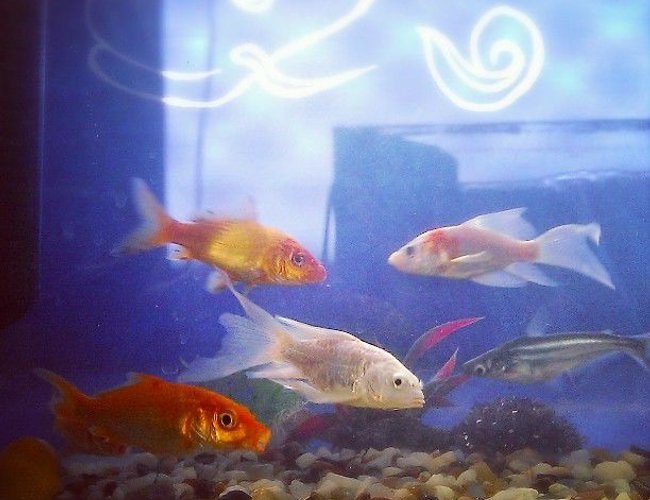 60 gallons freshwater fish tank (mostly fish and non-living decorations) - Koi, Bala Shark, Bala Shark, Black Shark, Blue Gourami, Suckermouth Catfish 60 gallons freshwater fish tank (mostly fish and non-living decorations) - Koi, Bala Shark, Bala Shark, Black Shark, Blue Gourami, Suckermouth Catfish