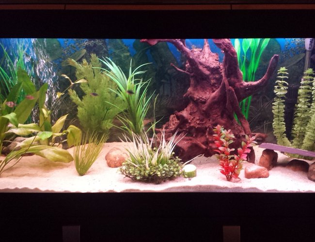 55 gallons freshwater fish tank (mostly fish and non-living decorations) - Cichlid tank 55 gallons freshwater fish tank (mostly fish and non-living decorations) - Cichlid tank