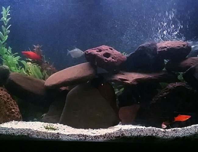 300 gallons freshwater fish tank (mostly fish and non-living decorations) - DISPLAY TANK WITH FRONTOSA AND SILVER DOLLARS 300 gallons freshwater fish tank (mostly fish and non-living decorations) - DISPLAY TANK WITH FRONTOSA AND SILVER DOLLARS