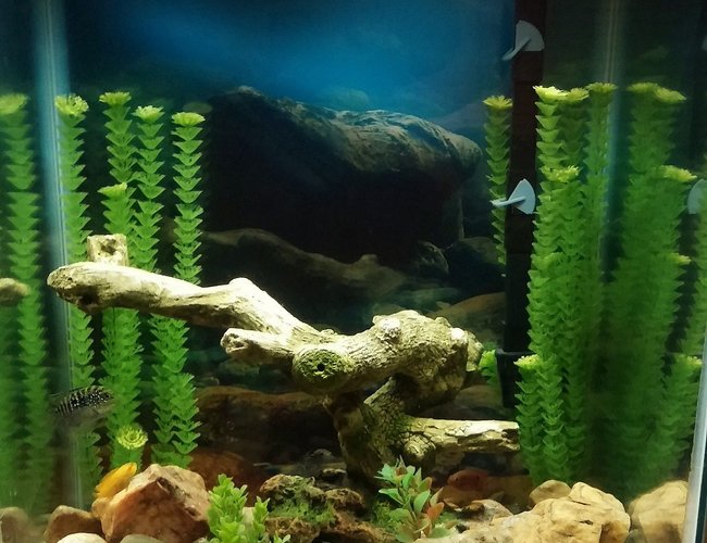 37 gallons freshwater fish tank (mostly fish and non-living decorations) - 2 months in on my 1st tank. 37 gallons freshwater fish tank (mostly fish and non-living decorations) - 2 months in on my 1st tank.
