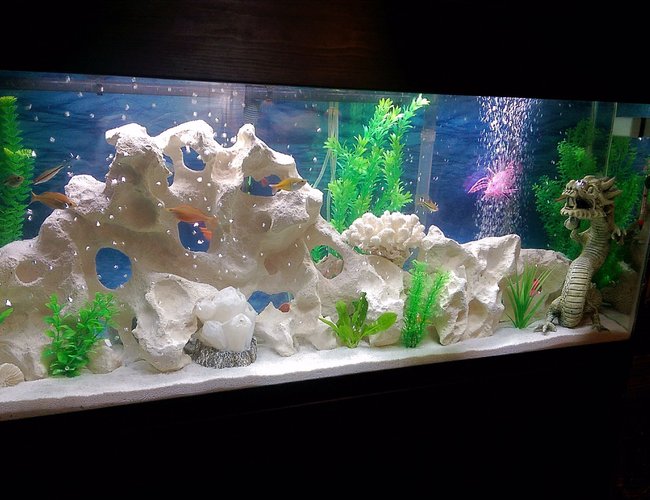 55 gallons freshwater fish tank (mostly fish and non-living decorations) - Texas Holy Rock Freshwater mix tank. 55 gallons freshwater fish tank (mostly fish and non-living decorations) - Texas Holy Rock Freshwater mix tank.