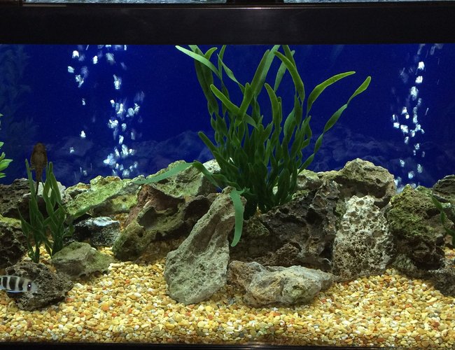 75 gallons freshwater fish tank (mostly fish and non-living decorations) - Standard 75 gal. all-glass aquarium, with 2 marineland c360 canister filters, 200 watt submersible heater, (cheap brand topfin air 4000 pump with 2 bubble stones),standard florescent bulb, bottom covered in crushed coral, topped with pea gravel, standard plastic plants. 75 gallons freshwater fish tank (mostly fish and non-living decorations) - Standard 75 gal. all-glass aquarium, with 2 marineland c360 canister filters, 200 watt submersible heater, (cheap brand topfin air 4000 pump with 2 bubble stones),standard florescent bulb, bottom covered in crushed coral, topped with pea gravel, standard plastic plants.