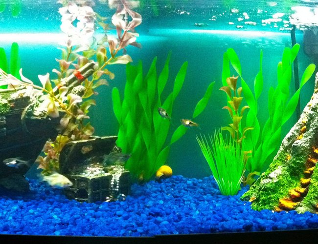 20 gallons freshwater fish tank (mostly fish and non-living decorations) - I designed this tank to be like the one from the dentist office in Finding Nemo. 20 gallons freshwater fish tank (mostly fish and non-living decorations) - I designed this tank to be like the one from the dentist office in Finding Nemo.
