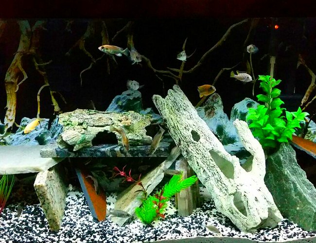 55 gallons freshwater fish tank (mostly fish and non-living decorations) - My Malawi tank 55 gallons freshwater fish tank (mostly fish and non-living decorations) - My Malawi tank