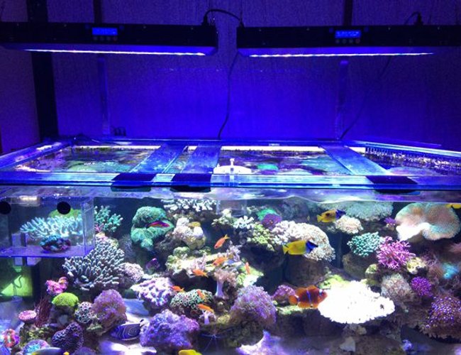 2 gallons freshwater fish tank (mostly fish and non-living decorations) 2 gallons freshwater fish tank (mostly fish and non-living decorations)