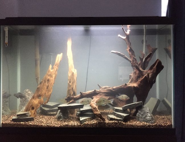 45 gallons freshwater fish tank (mostly fish and non-living decorations) - My 45 gallon tank. 45 gallons freshwater fish tank (mostly fish and non-living decorations) - My 45 gallon tank.