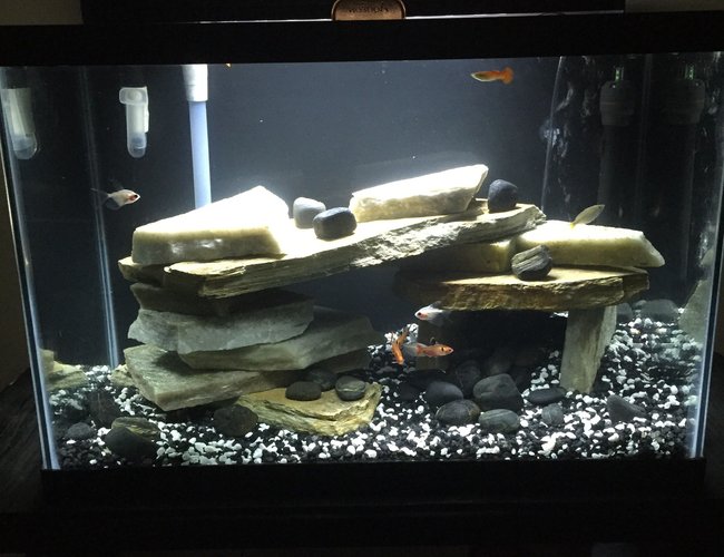 55 gallons freshwater fish tank (mostly fish and non-living decorations) - 20 gal freshwater. Just some pretty common community fish. 55 gallons freshwater fish tank (mostly fish and non-living decorations) - 20 gal freshwater. Just some pretty common community fish.