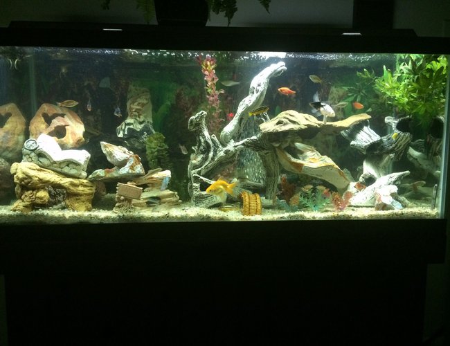 75 gallons freshwater fish tank (mostly fish and non-living decorations) - Set-up # 2 75 gallons freshwater fish tank (mostly fish and non-living decorations) - Set-up # 2