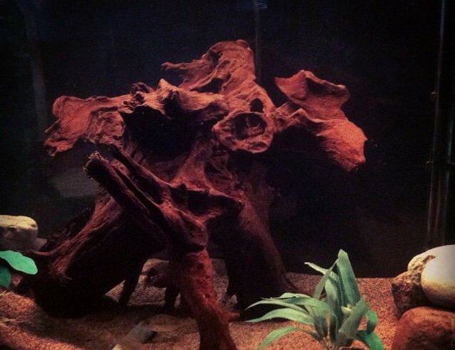 46 gallons freshwater fish tank (mostly fish and non-living decorations) - Big piece of driftwood the Tapajos
love the tannin 46 gallons freshwater fish tank (mostly fish and non-living decorations) - Big piece of driftwood the Tapajos
love the tannin