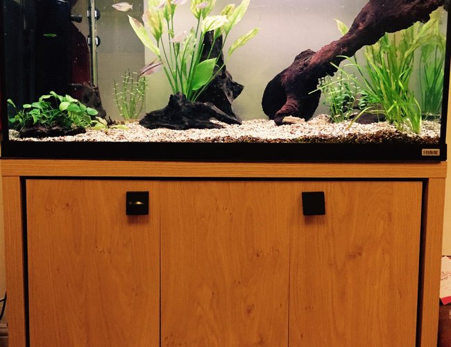 50 gallons freshwater fish tank (mostly fish and non-living decorations) - Fluval Roma 200 50 gallons freshwater fish tank (mostly fish and non-living decorations) - Fluval Roma 200