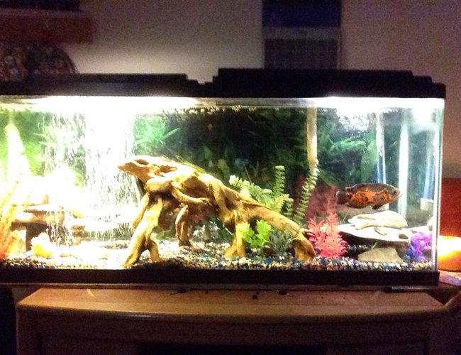 55 gallons freshwater fish tank (mostly fish and non-living decorations) - My 55 gallon South African/Central American cichlid tank plus 2 plecos and no live plants 55 gallons freshwater fish tank (mostly fish and non-living decorations) - My 55 gallon South African/Central American cichlid tank plus 2 plecos and no live plants