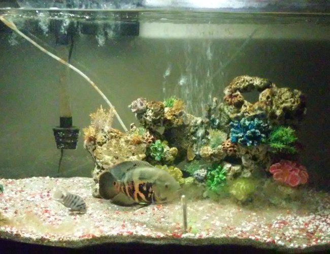 95 gallons freshwater fish tank (mostly fish and non-living decorations) - Blacky and the convict out from hiding 95 gallons freshwater fish tank (mostly fish and non-living decorations) - Blacky and the convict out from hiding