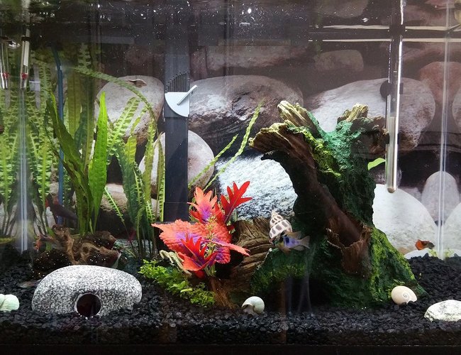 20 gallons freshwater fish tank (mostly fish and non-living decorations) - It works for now, until I decide to upgrade. 20 gallons freshwater fish tank (mostly fish and non-living decorations) - It works for now, until I decide to upgrade.