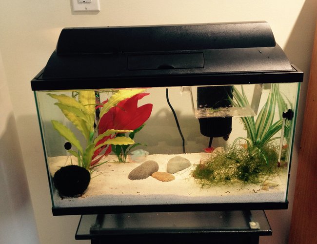 10 gallons freshwater fish tank (mostly fish and non-living decorations) - Tropical Community and Nursery 10 gallons freshwater fish tank (mostly fish and non-living decorations) - Tropical Community and Nursery