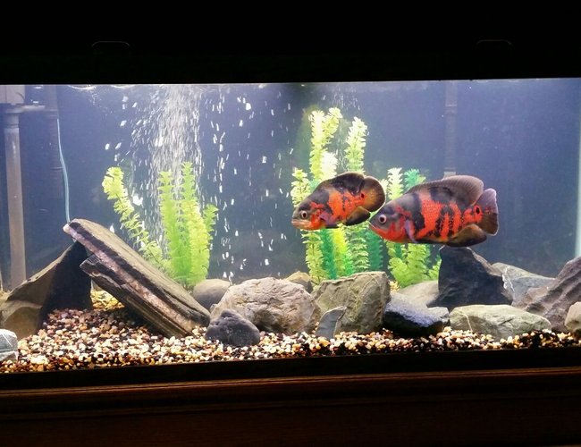 75 gallons freshwater fish tank (mostly fish and non-living decorations) - Tiger Oscars
Various natural rocks I found
75g 75 gallons freshwater fish tank (mostly fish and non-living decorations) - Tiger Oscars
Various natural rocks I found
75g