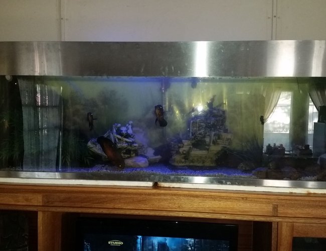 132 gallons freshwater fish tank (mostly fish and non-living decorations) - Fresh water tank with stainless steel trim 132 gallons freshwater fish tank (mostly fish and non-living decorations) - Fresh water tank with stainless steel trim