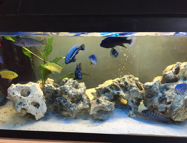 26 gallons freshwater fish tank (mostly fish and non-living decorations) - Cichlid tank with white volcanic rock and white sand.
Currently 2 x Internal filters, 2 x heaters and a bubble disc.
Also un-seen are 2 x catfish and a pleco. 26 gallons freshwater fish tank (mostly fish and non-living decorations) - Cichlid tank with white volcanic rock and white sand.
Currently 2 x Internal filters, 2 x heaters and a bubble disc.
Also un-seen are 2 x catfish and a pleco.