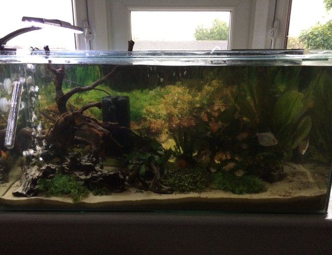 27 gallons freshwater fish tank (mostly fish and non-living decorations) - Fresh water fish 27 gallons freshwater fish tank (mostly fish and non-living decorations) - Fresh water fish