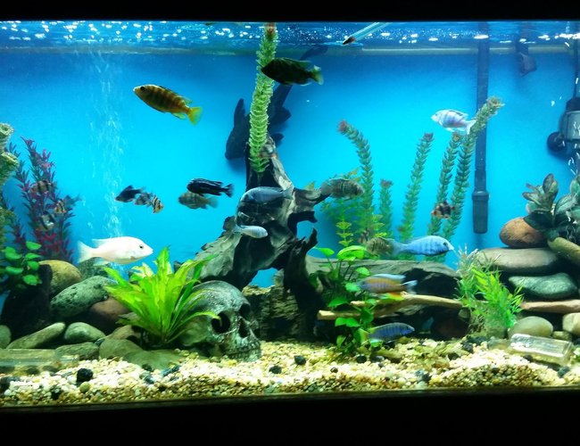 90 gallons freshwater fish tank (mostly fish and non-living decorations) 90 gallons freshwater fish tank (mostly fish and non-living decorations)
