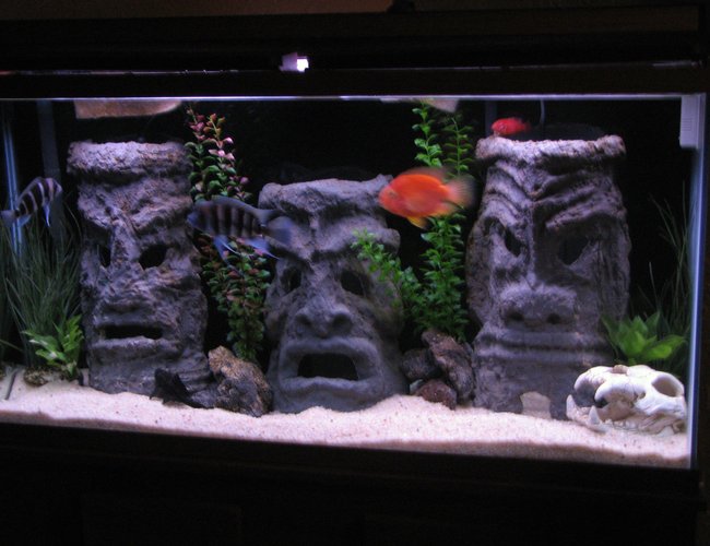 60 gallons freshwater fish tank (mostly fish and non-living decorations) - 60 gallon tall with homemade tiki men, made from cement and pvc 60 gallons freshwater fish tank (mostly fish and non-living decorations) - 60 gallon tall with homemade tiki men, made from cement and pvc