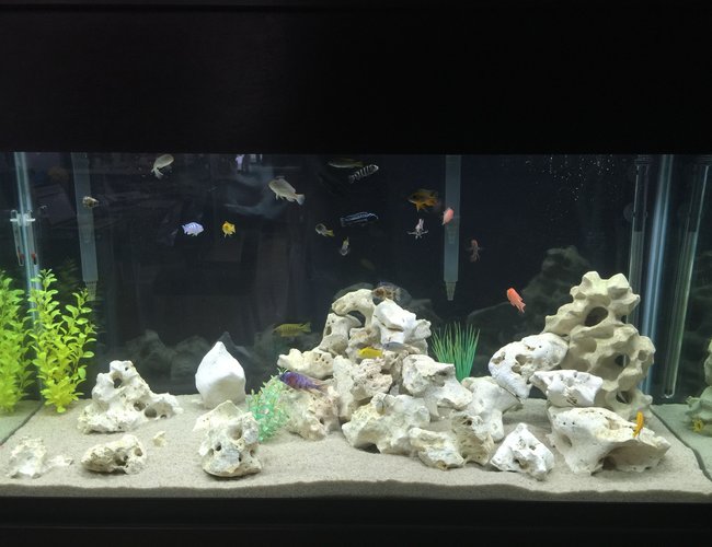 90 gallons freshwater fish tank (mostly fish and non-living decorations) - my tank 90 gallons freshwater fish tank (mostly fish and non-living decorations) - my tank