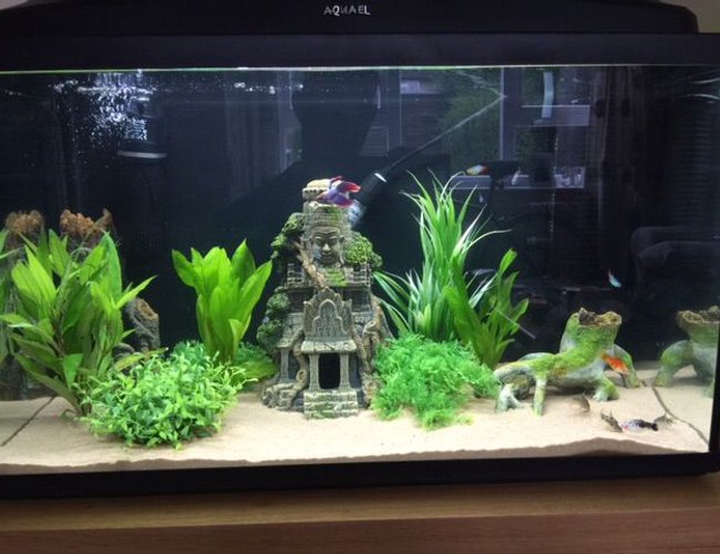 20 gallons freshwater fish tank (mostly fish and non-living decorations) - My 20 Gallon. 20 gallons freshwater fish tank (mostly fish and non-living decorations) - My 20 Gallon.