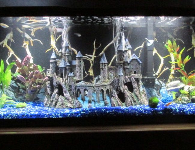 60 gallons freshwater fish tank (mostly fish and non-living decorations) - Castle community tank. 60 gallons freshwater fish tank (mostly fish and non-living decorations) - Castle community tank.