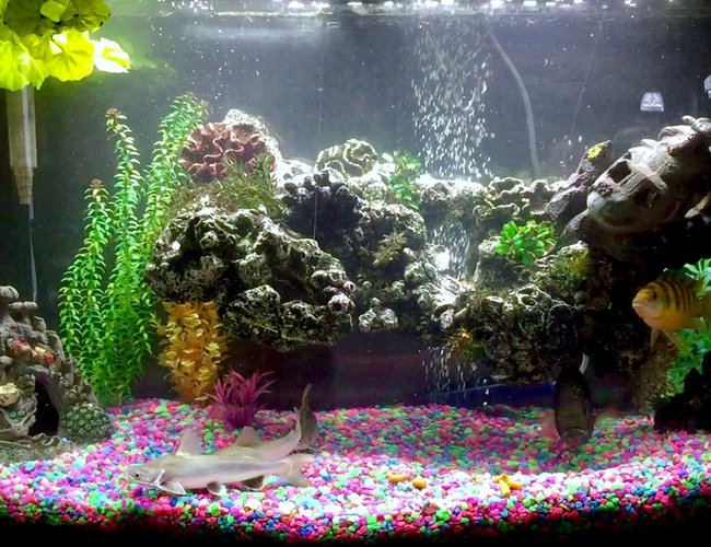 50 gallons freshwater fish tank (mostly fish and non-living decorations) - 50 gal bow front tank. 50 gallons freshwater fish tank (mostly fish and non-living decorations) - 50 gal bow front tank.