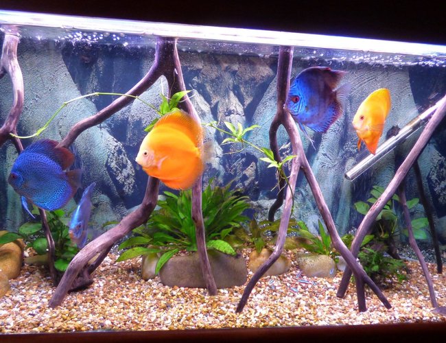 55 gallons freshwater fish tank (mostly fish and non-living decorations) - discus tank 55 gallons freshwater fish tank (mostly fish and non-living decorations) - discus tank