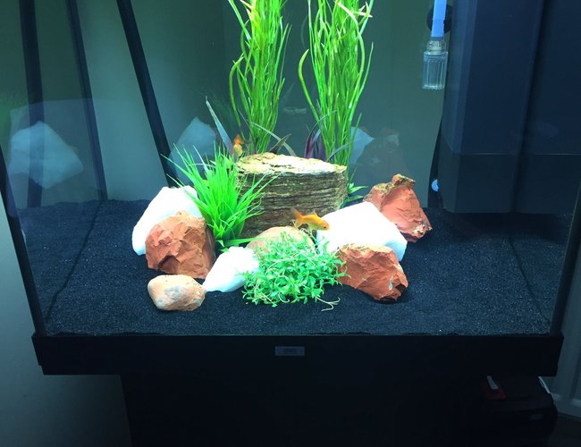 50 gallons freshwater fish tank (mostly fish and non-living decorations) - Oranda tank 50 gallons freshwater fish tank (mostly fish and non-living decorations) - Oranda tank