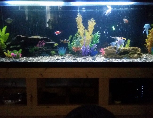 125 gallons freshwater fish tank (mostly fish and non-living decorations) - 125 gallon, 3 platy 2 longfin zebra danio, 2 hatchets,3 silver dollar,2 glow tetra 3 clown loaches, swordtail, angel, black ghost knife fish 125 gallons freshwater fish tank (mostly fish and non-living decorations) - 125 gallon, 3 platy 2 longfin zebra danio, 2 hatchets,3 silver dollar,2 glow tetra 3 clown loaches, swordtail, angel, black ghost knife fish
