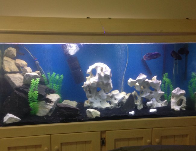 68 gallons freshwater fish tank (mostly fish and non-living decorations) - 6ft x2x2
Holey rock, sandstone & slate.
Jack dempseys x4, green terror x3, oscar x2, red fin sharks x7, snails x4, golden pleco x3 68 gallons freshwater fish tank (mostly fish and non-living decorations) - 6ft x2x2
Holey rock, sandstone & slate.
Jack dempseys x4, green terror x3, oscar x2, red fin sharks x7, snails x4, golden pleco x3