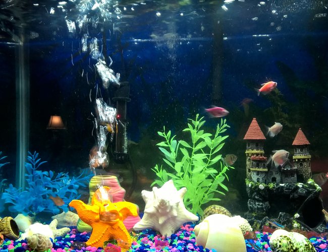 20 gallons freshwater fish tank (mostly fish and non-living decorations) - Moment in time 20 gallons freshwater fish tank (mostly fish and non-living decorations) - Moment in time