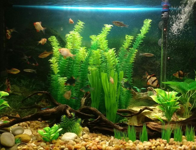 66 gallons freshwater fish tank (mostly fish and non-living decorations) - My 66 Gallon tank, gonna be working on real plants soon 66 gallons freshwater fish tank (mostly fish and non-living decorations) - My 66 Gallon tank, gonna be working on real plants soon